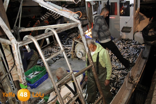 fishes in jaffa 0107 (3).JPG